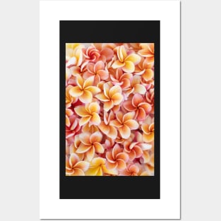 Peach Plumeria Posters and Art